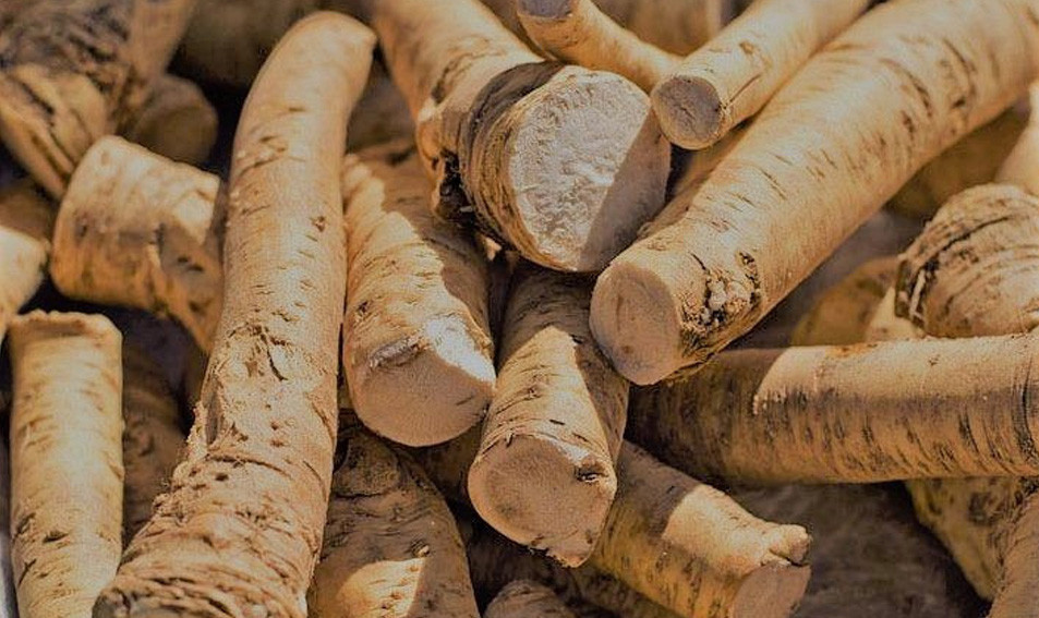 Horseradish - a powerful root for our health